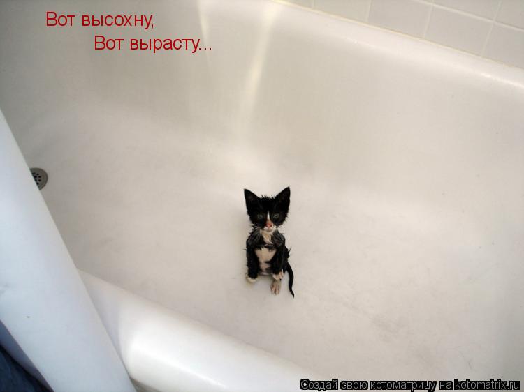 Вот высохну, Вот вырасту...... Котоматрица: Вот высохну, Вот вырасту...