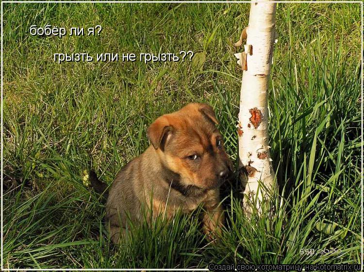 Котоматрица: бобёр ли я?  грызть или не грызть??