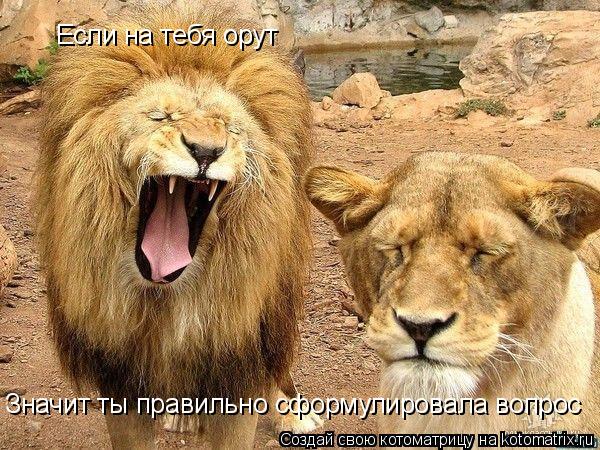 Если на тебя орут Значит ты правильно сформулировала вопрос... Котоматрица: Если на тебя орут Значит ты правильно сформулировала вопрос
