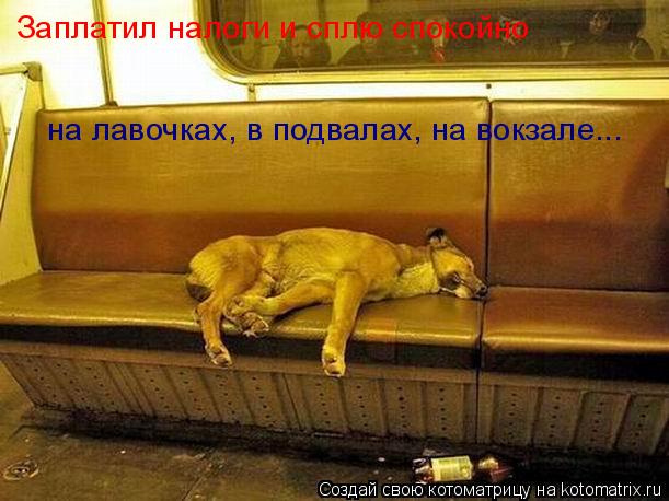 Заплатил налоги и сплю спокойно на лавочках, в подвалах, на вокзале...... Котоматрица: Заплатил налоги и сплю спокойно на лавочках, в подвалах, на вокзале...