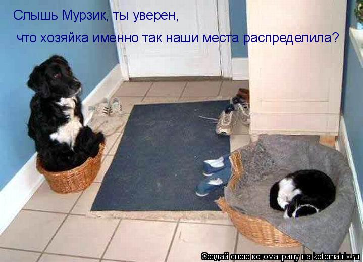 Слышь Мурзик, ты уверен, что хозяйка именно так наши места распределила?... Котоматрица: Слышь Мурзик, ты уверен, что хозяйка именно так наши места распределила?