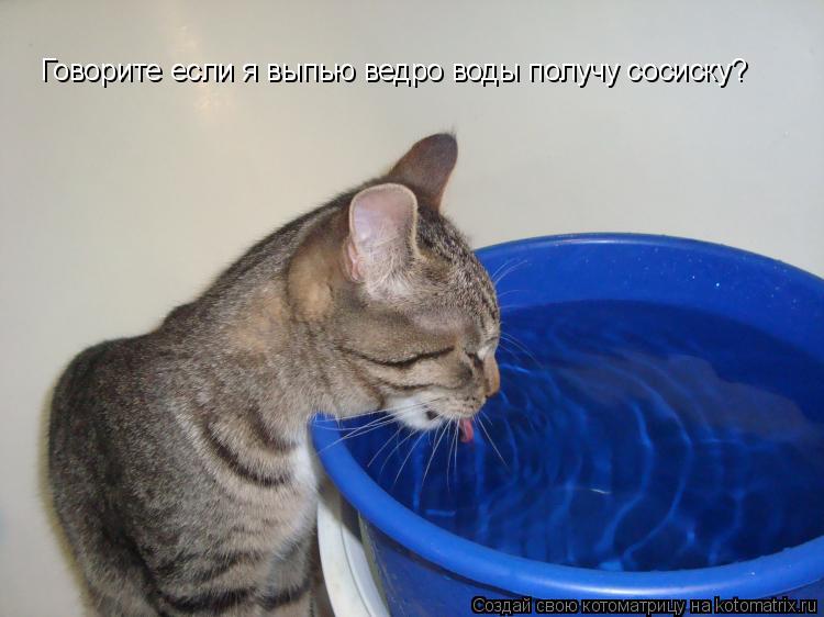 Говорите если я выпью ведро воды получу сосиску?... Котоматрица: Говорите если я выпью ведро воды получу сосиску?
