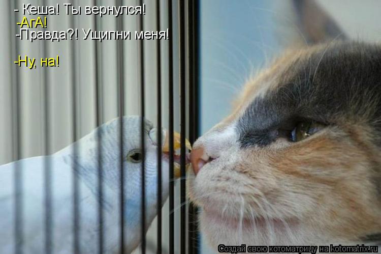 - Кеша! Ты вернулся! -АгА! -Правда?! Ущипни меня! -Ну, на!... Котоматрица: - Кеша! Ты вернулся! -АгА! -Правда?! Ущипни меня! -Ну, на!