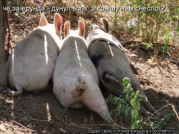 че за ерунда - дунул волк, а крышу нам снесло!?... Котоматрица: че за ерунда - дунул волк, а крышу нам снесло!?