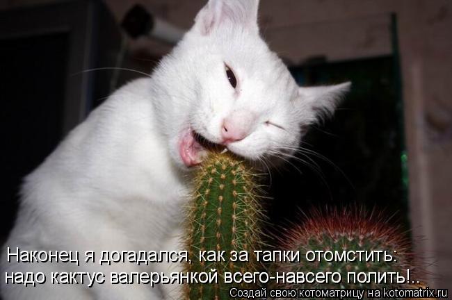 Наконец я догадался, как за тапки отомстить: надо кактус валерьянкой всего-навсего полить!.. надо ка... Котоматрица: Наконец я догадался, как за тапки отомстить: надо кактус валерьянкой всего-навсего полить!.. надо кактус валерьянкой всего-навсего полить!..