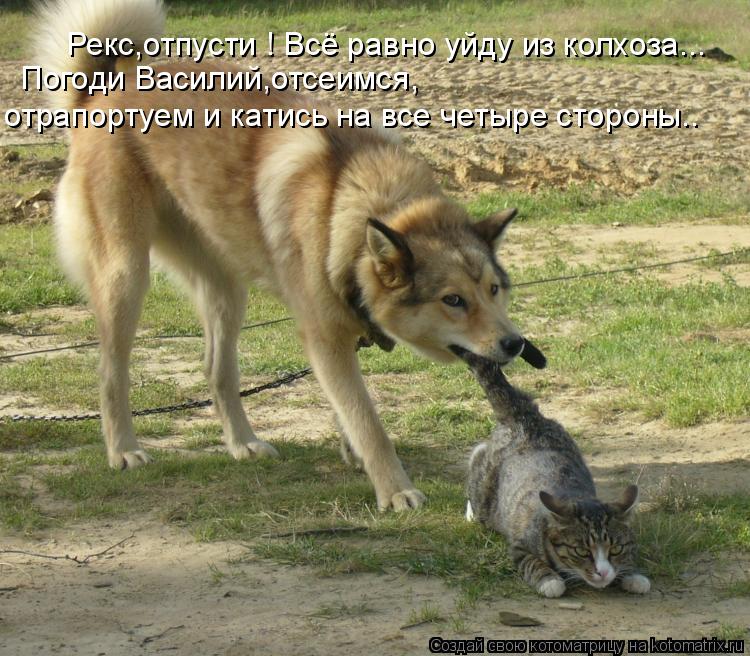 Рекс,отпусти ! Всё равно уйду из колхоза... Погоди Василий,отсеимся, отрапортуем и катись на все четы... Котоматрица: Рекс,отпусти ! Всё равно уйду из колхоза... Погоди Василий,отсеимся, отрапортуем и катись на все четыре стороны..