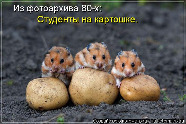 Из фотоархива 80-х: Студенты на картошке.... Котоматрица: Из фотоархива 80-х: Студенты на картошке.