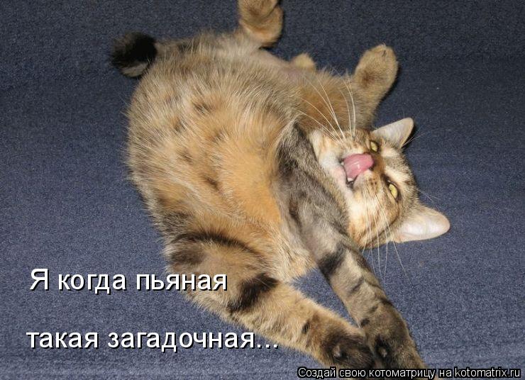 Я когда пьяная такая загадочная...... Котоматрица: Я когда пьяная такая загадочная...