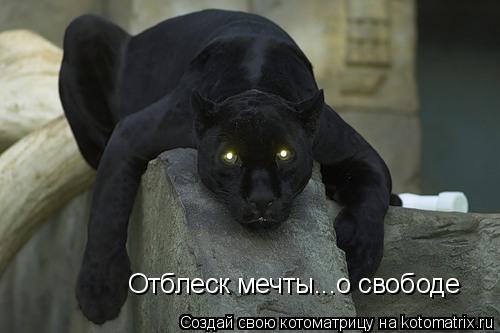 Котоматрица: Отблеск мечты...о свободе