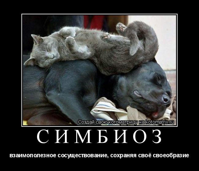 Котоматрица: СИМБИОЗ взаимополезное сосуществование, сохраняя своё своеобразие