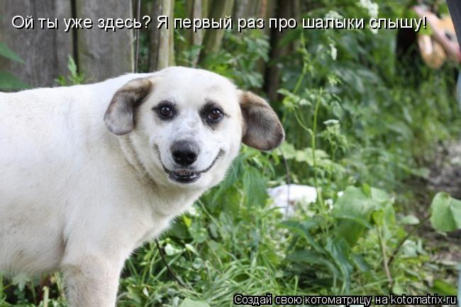 Котоматрица: Ой ты уже здесь? Я первый раз про шалыки слышу!