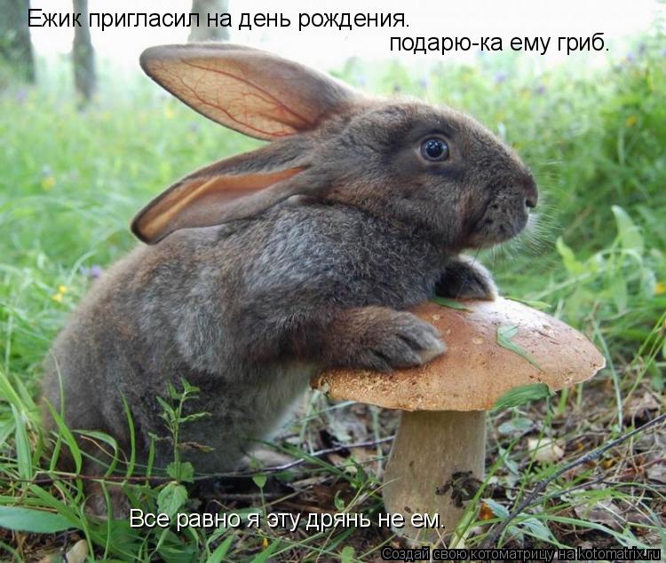 Котоматрица: Ежик пригласил на день рождения. подарю-ка ему гриб. Все равно я эту дрянь не ем.