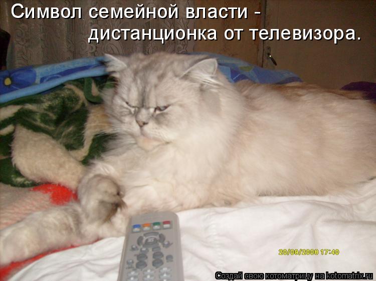 Котоматрица: Символ семейной власти -  Символ семейной власти -  дистанционка от телевизора.