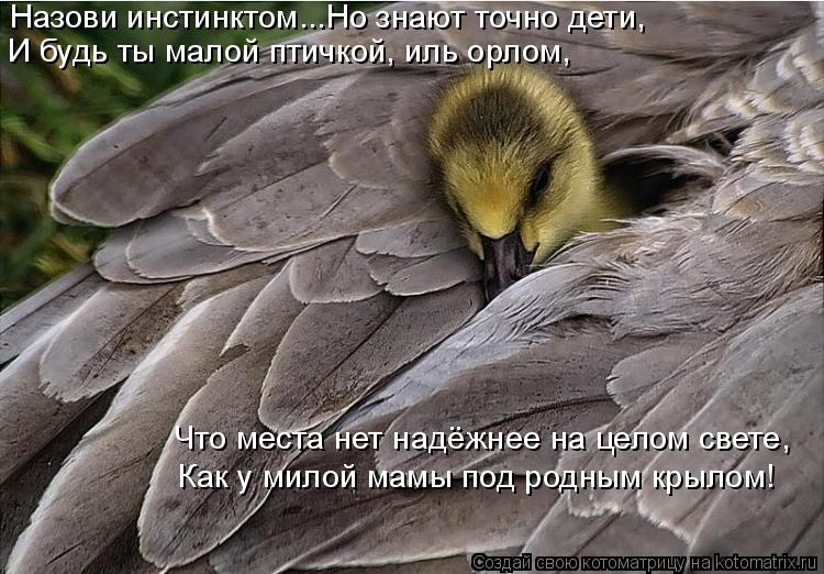 Назови инстинктом...Но знают точно дети, И будь ты малой птичкой, иль орлом, Что места нет надёжнее н... Котоматрица: Назови инстинктом...Но знают точно дети, И будь ты малой птичкой, иль орлом, Что места нет надёжнее на целом свете, Как у милой мамы под родным