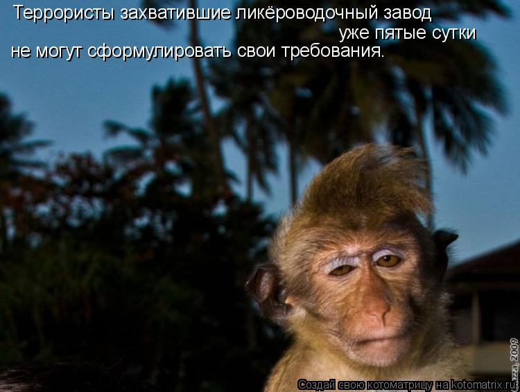 Котоматрица: Террористы захватившие ликёроводочный завод  уже пятые сутки  не могут сформулировать свои требования.