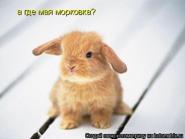 Котоматрица: а где мая морковка?