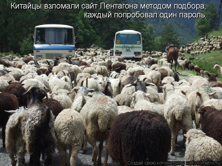 Котоматрица: Китайцы взломали сайт Пентагона методом подбора,  каждый попробовал один пароль.