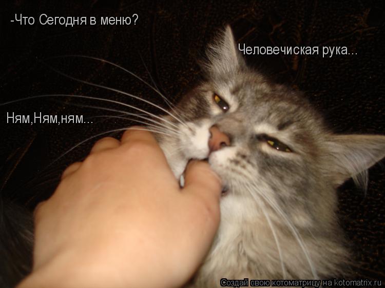 Котоматрица: -Что Сегодня в меню? Человечиская рука... Ням,Ням,ням...