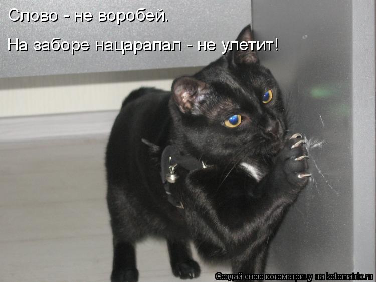 Котоматрица: Слово - не воробей.  На заборе нацарапал - не улетит!