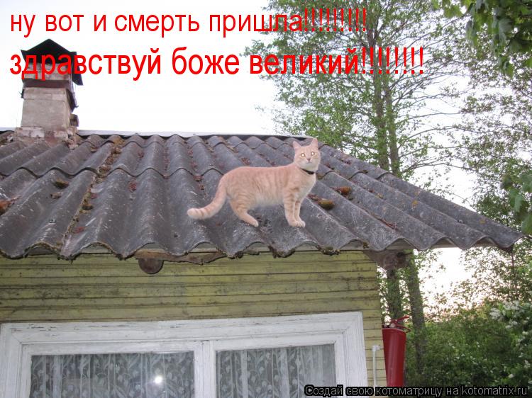 ну вот и смерть пришла!!!!!!!!! здравствуй боже великий!!!!!!!!... Котоматрица: ну вот и смерть пришла!!!!!!!!! здравствуй боже великий!!!!!!!!
