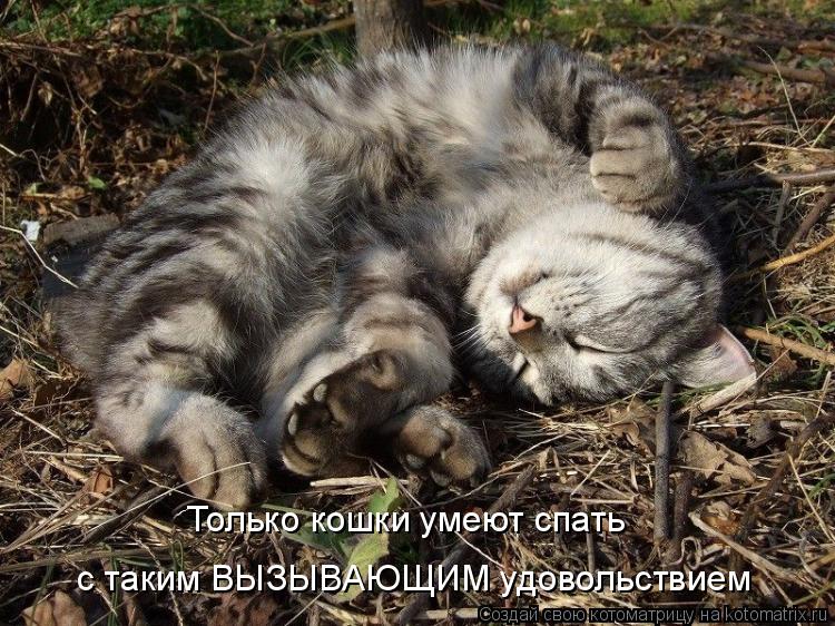 Котоматрица: Только кошки умеют спать с таким ВЫЗЫВАЮЩИМ удовольствием