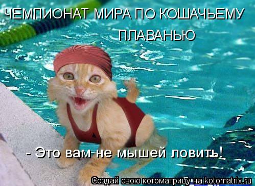 Котоматрица: ЧЕМПИОНАТ МИРА ПО КОШАЧЬЕМУ ПЛАВАНЬЮ - Это вам не мышей ловить!