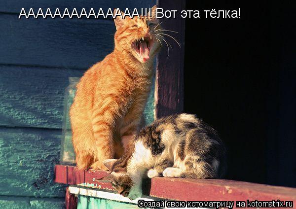 Котоматрица: АААААААААААААА!!! Вот эта тёлка!