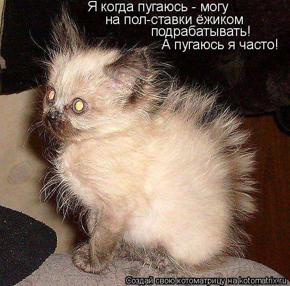 Я когда пугаюсь - могу на пол-ставки ёжиком подрабатывать! А пугаюсь я часто!... Котоматрица: Я когда пугаюсь - могу на пол-ставки ёжиком подрабатывать! А пугаюсь я часто!