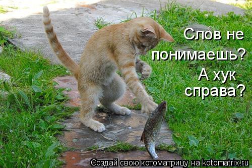 Слов не понимаешь? А хук справа?... Котоматрица: Слов не понимаешь? А хук справа?