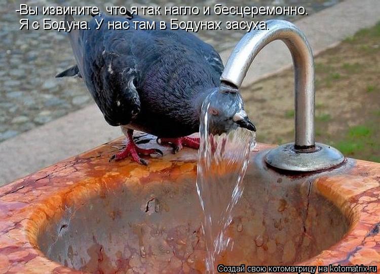 -Вы извините, что я так нагло и бесцеремонно. Я с Бодуна. У нас там в Бодунах засуха.... Котоматрица: -Вы извините, что я так нагло и бесцеремонно. Я с Бодуна. У нас там в Бодунах засуха.