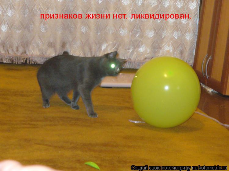 Котоматрица: признаков жизни нет. ликвидирован.