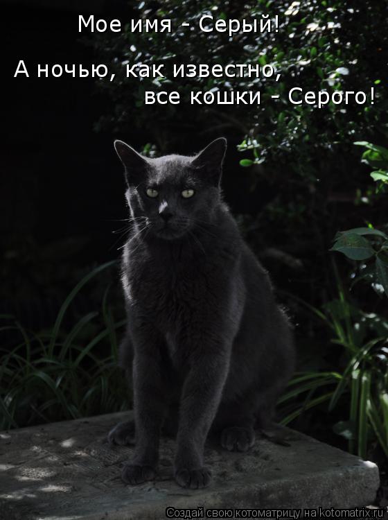 Мое имя - Серый! А ночью, как известно, все кошки - Серого!... Котоматрица: Мое имя - Серый! А ночью, как известно, все кошки - Серого!