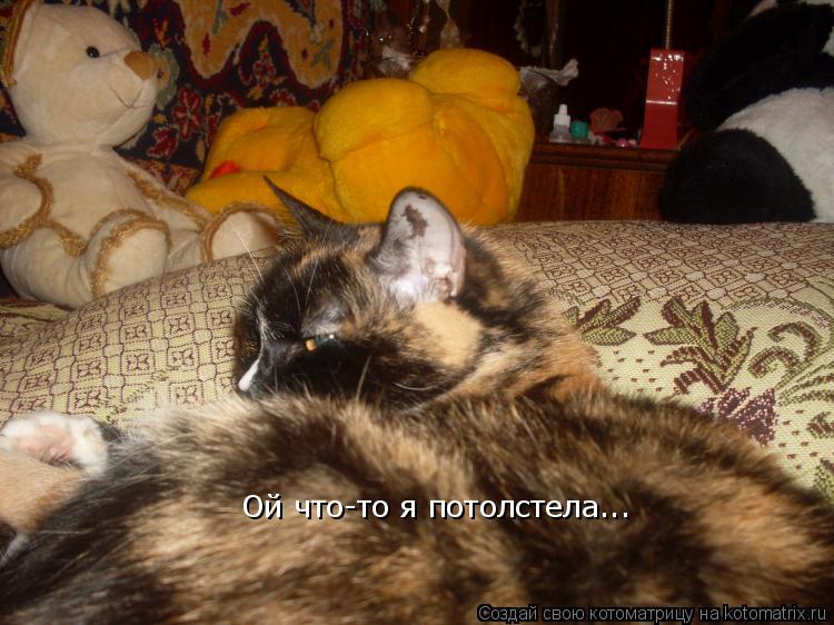 Котоматрица: Ой что-то я потолстела...