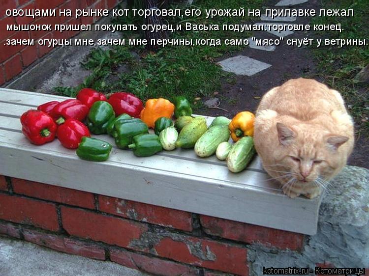 овощами на рынке кот торговал,его урожай на прилавке лежал мышонок пришел покупать огурец,и Васька по... Котоматрица: овощами на рынке кот торговал,его урожай на прилавке лежал мышонок пришел покупать огурец,и Васька подумал:торговле конец. .зачем огурцы мн