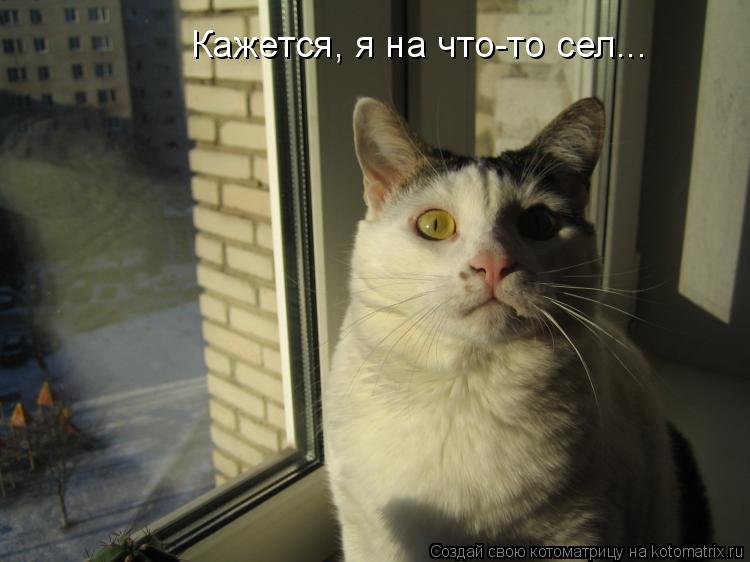 Кажется, я на что-то сел...... Котоматрица: Кажется, я на что-то сел...