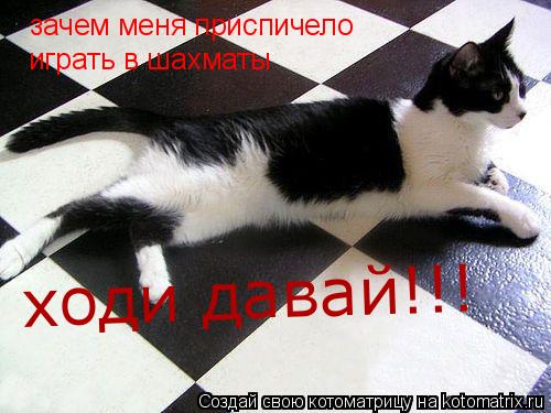 Котоматрица: зачем меня приспичело играть в шахматы ходи давай!!!