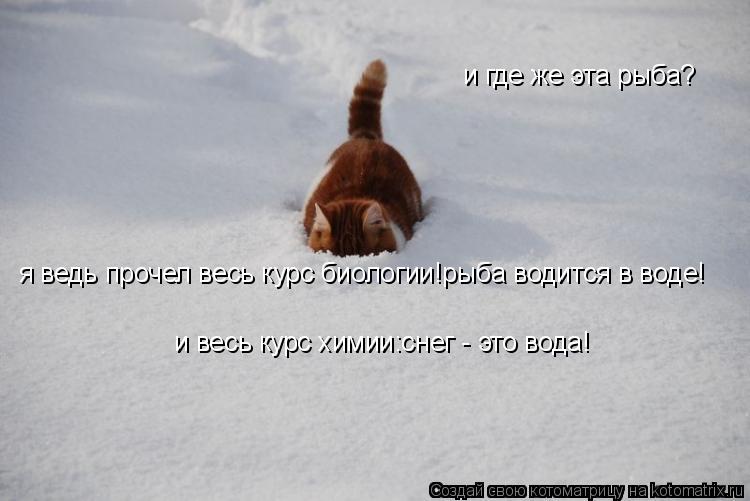Котоматрица: и где же эта рыба?  я ведь прочел весь курс биологии!рыба водится в воде!  и весь курс химии:снег - это вода!