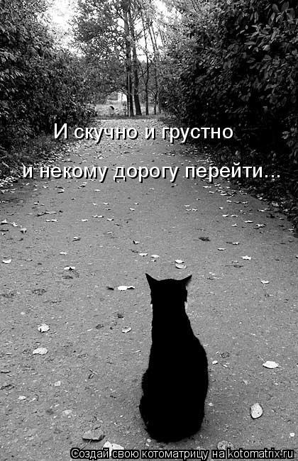 и некому дорогу перейти... И скучно и грустно... Котоматрица: и некому дорогу перейти... И скучно и грустно