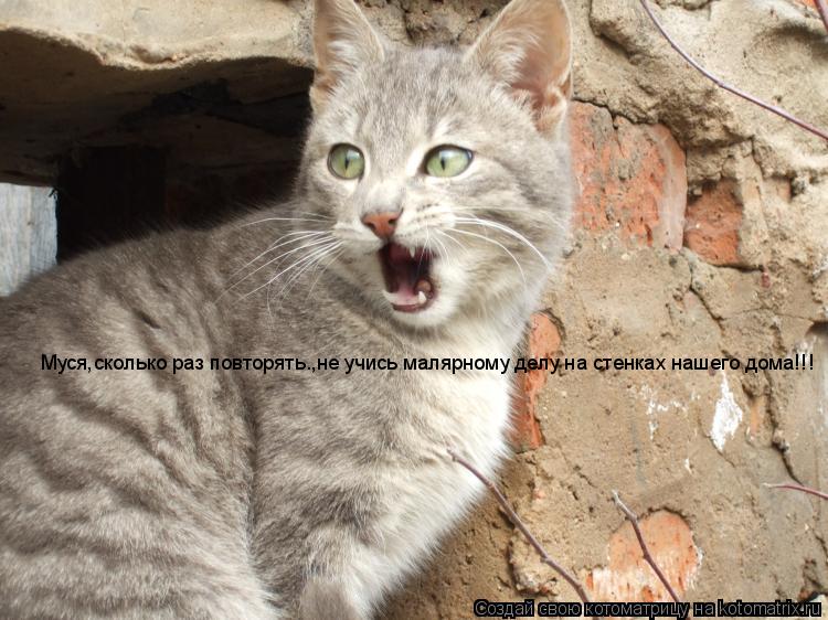 Котоматрица: Муся,сколько раз повторять.,не учись малярному делу на стенках нашего дома!!!