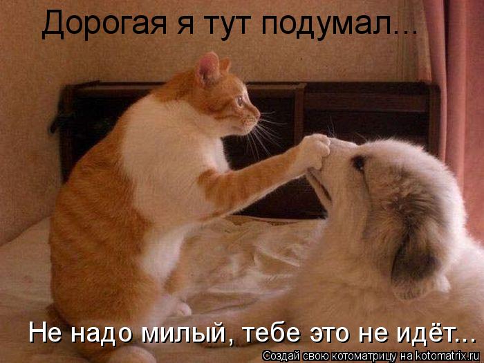 Котоматрица: Дорогая я тут подумал... Не надо милый, тебе это не идёт...