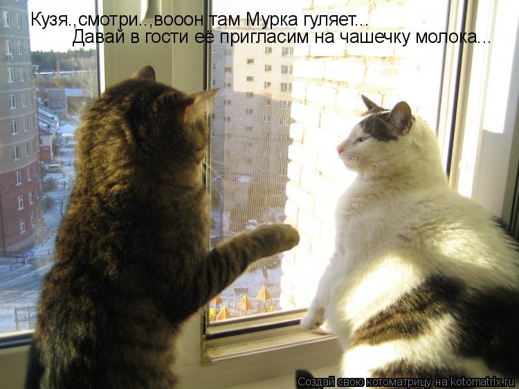 Кузя.,смотри..,вооон там Мурка гуляет... Давай в гости её пригласим на чашечку молока...... Котоматрица: Кузя.,смотри..,вооон там Мурка гуляет... Давай в гости её пригласим на чашечку молока...