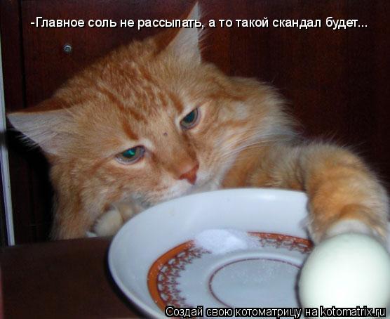 Котоматрица: -Главное соль не рассыпать, а то такой скандал будет...