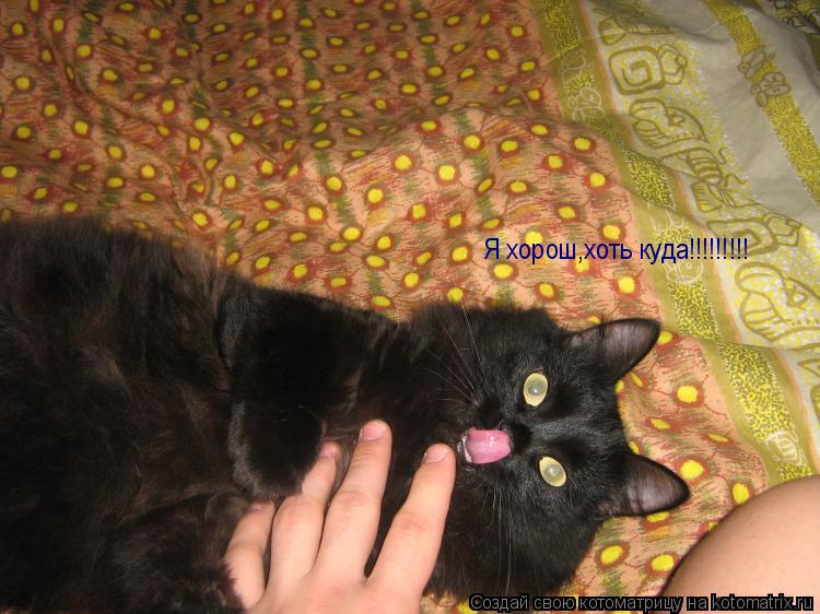 Котоматрица: Я хорош,хоть куда!!!!!!!!!
