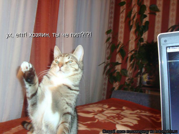 ух, епт! хозяин, ты че пил?!?!... Котоматрица: ух, епт! хозяин, ты че пил?!?!
