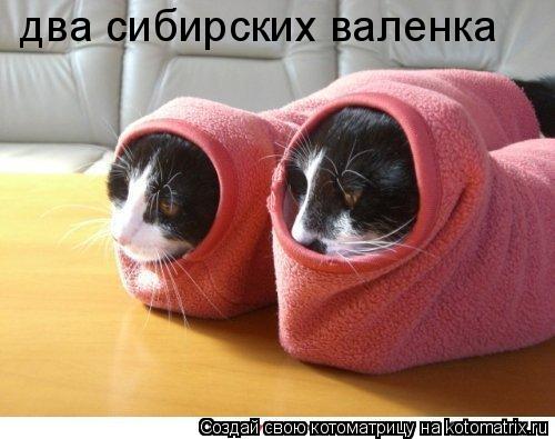два сибирских валенка... Котоматрица: два сибирских валенка
