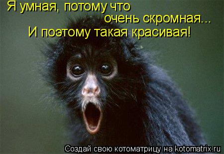 Котоматрица: Я умная, потому что очень скромная... И поэтому такая красивая!