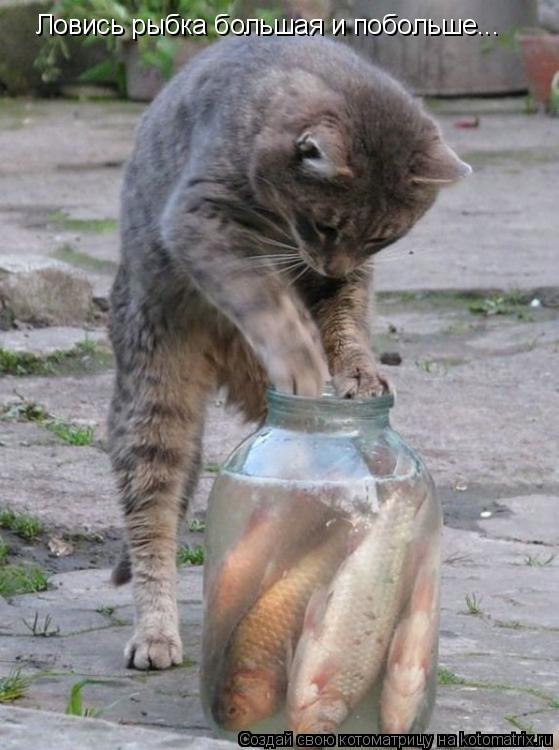 Котоматрица: Ловись рыбка большая и побольше...