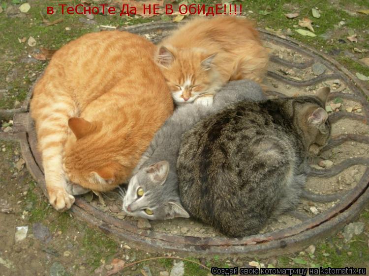 Котоматрица: в ТеСноТе Да НЕ В ОбИдН!  в ТеСноТе Да НЕ В ОбИдЕ!!!!