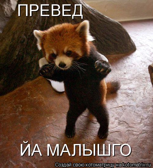 Котоматрица: ПРЕВЕД ЙА МАЛЫШГО
