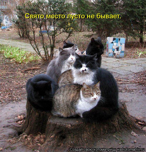 Котоматрица: Свято место пусто не бывает.